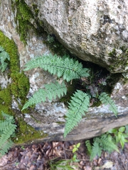 Myriopteris alabamensis