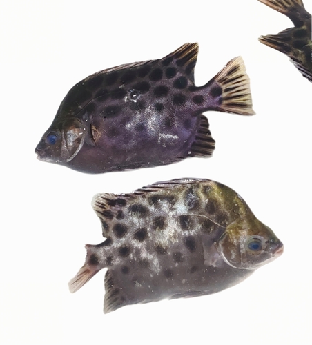Scatophagus argus observed 2026-10-26