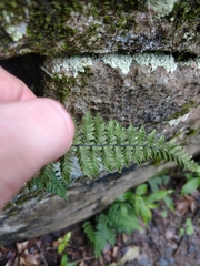 Myriopteris alabamensis