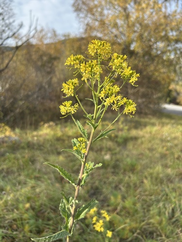 Sisymbrium, 2026-10-26