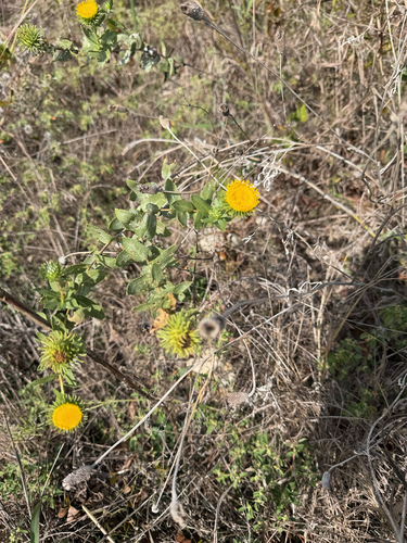 Grindelia squarrosa, 2026-10-26