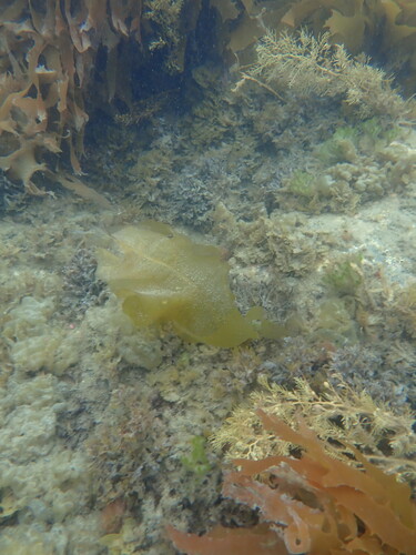 Undaria pinnatifida observed 2026-10-25