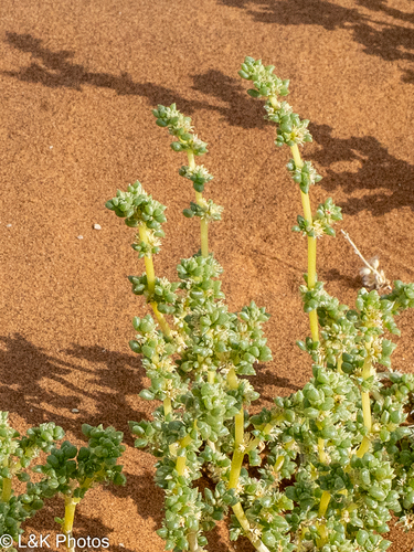 Trianthema hereroense (Trianthema hereroense)