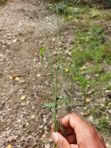 Paspalum filiforme, 2026-10-24