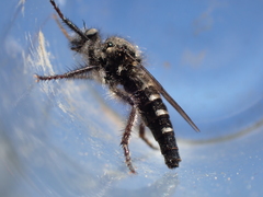 Cyrtopogon inversus