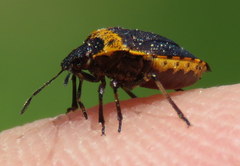 Cosmopepla uhleri
