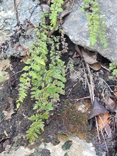 Myriopteris alabamensis, 2026-10-26