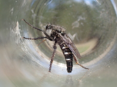 Cyrtopogon inversus