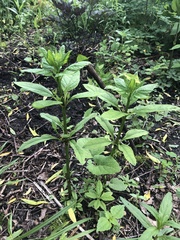Lysimachia vulgaris