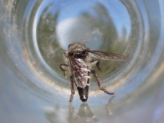 Cyrtopogon inversus
