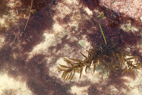 Sargassum muticum observed 2026-10-24