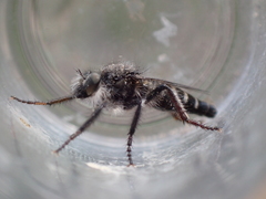 Cyrtopogon inversus