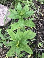 Lysimachia vulgaris