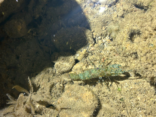 Saron marmoratus observed 2026-10-27
