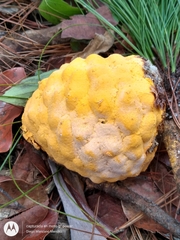 Cronartium conigenum