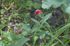 Lathyrus rotundifolius