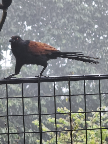 Centropus sinensis observed 2026-10-26