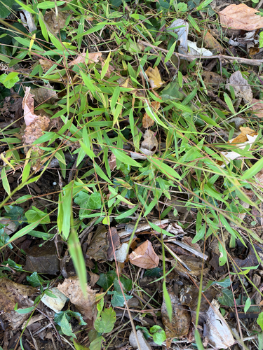 Microstegium vimineum observed 2026-10-26
