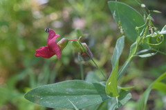 Lathyrus rotundifolius