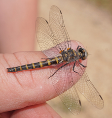 Williamsonia lintneri