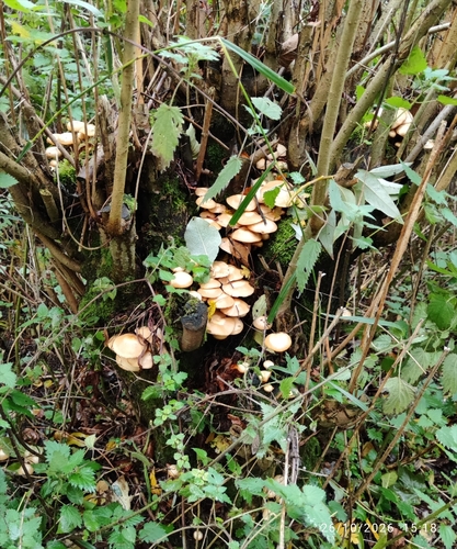 Kuehneromyces mutabilis observed 2026-10-26