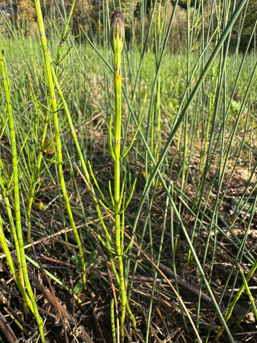 Equisetum palustre observed 2026-10-25