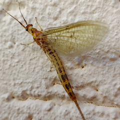 Ephemera lineata