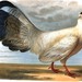 White Eared Pheasant - Photo J. Hüet, no known copyright restrictions (public domain)