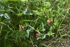 Lathyrus rotundifolius