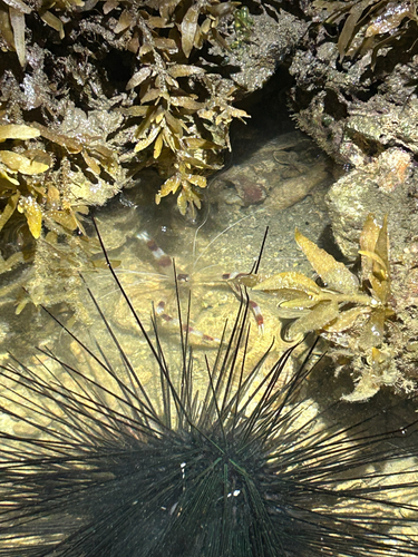 Stenopus hispidus observed 2026-10-27