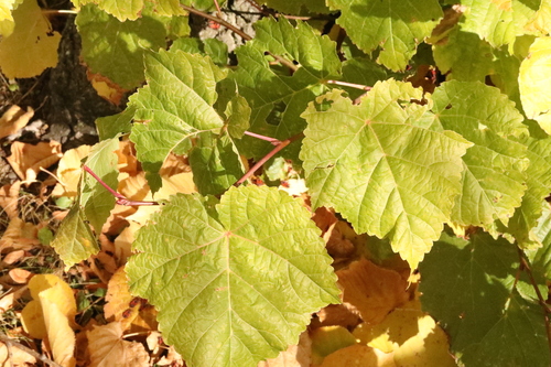 Vitis vinifera observed 2026-10-26