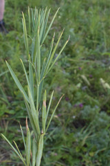 Lathyrus pallescens