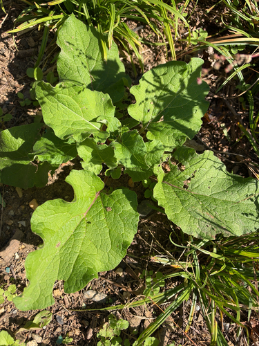 Arctium lappa observed 2026-10-26