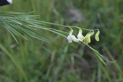 Lathyrus pallescens