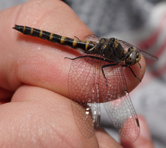 Williamsonia lintneri