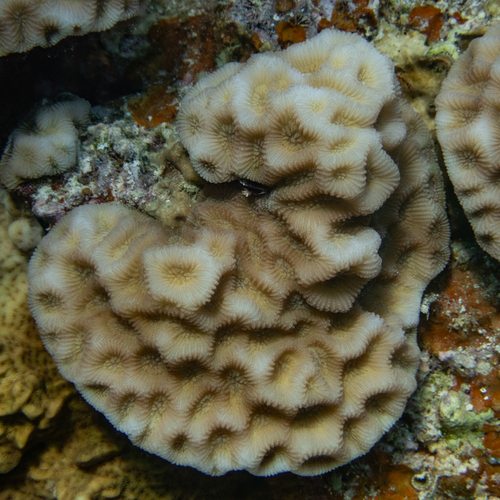 Goniastrea pectinata observed 2026-10-26