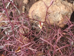 Cordylanthus tenuis brunneus