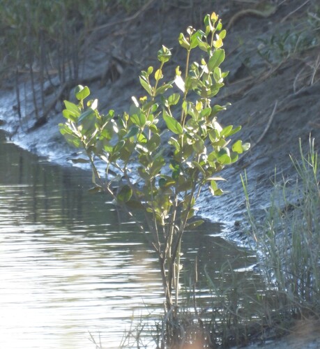 Avicennia marina observed 2026-10-26