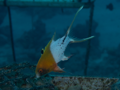 Bodianus observed 2026-10-26