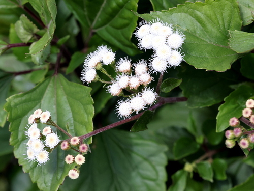 Ageratina adenophora observed 2026-10-26