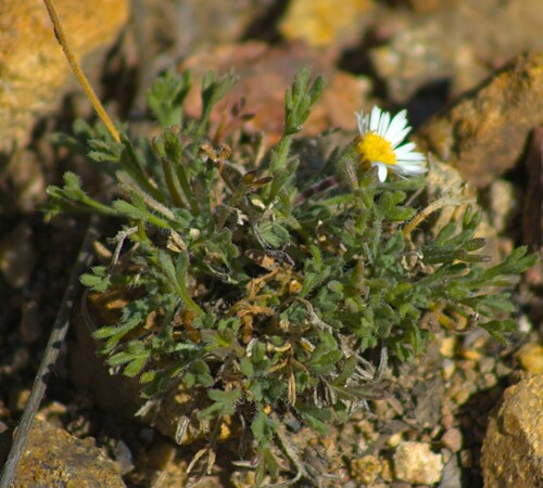 Erigeron compositus observed 2026-10-25
