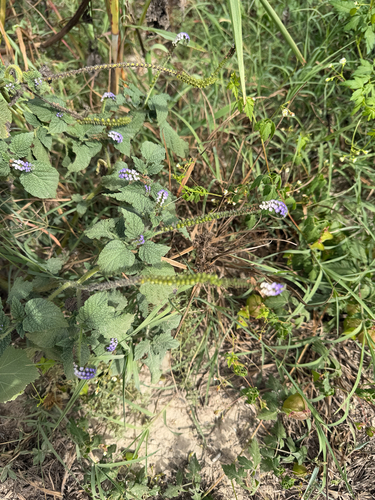 Heliotropium indicum observed 2026-10-26