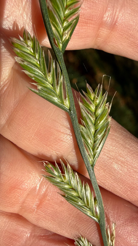 Lolium perenne observed 2026-10-26