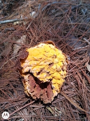 Cronartium conigenum