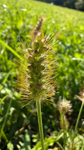 Setaria pumila observed 2026-10-26