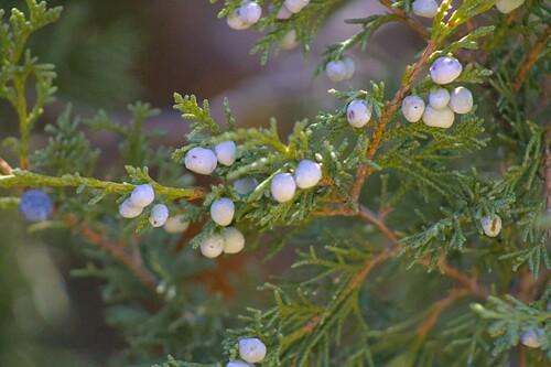 Juniperus scopulorum observed 2026-10-25