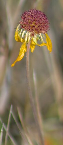 Gaillardia aristata observed 2026-10-25