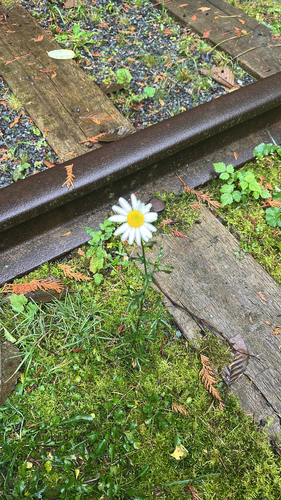 Leucanthemum vulgare observed 2026-10-26