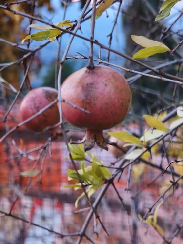 Punica granatum observed 2026-10-26