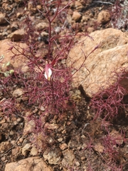 Cordylanthus tenuis brunneus